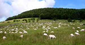 La carn de xai, article