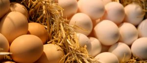 Els ous, article gastronomia
