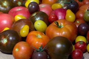 El tomàquet, article
